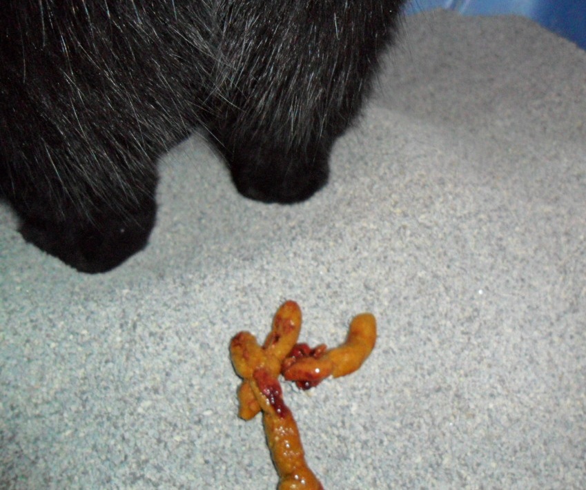 43 Best Pictures Cat Mucus Plug Blood / Is this my bloody show? If so will I go into labor soon? I ...