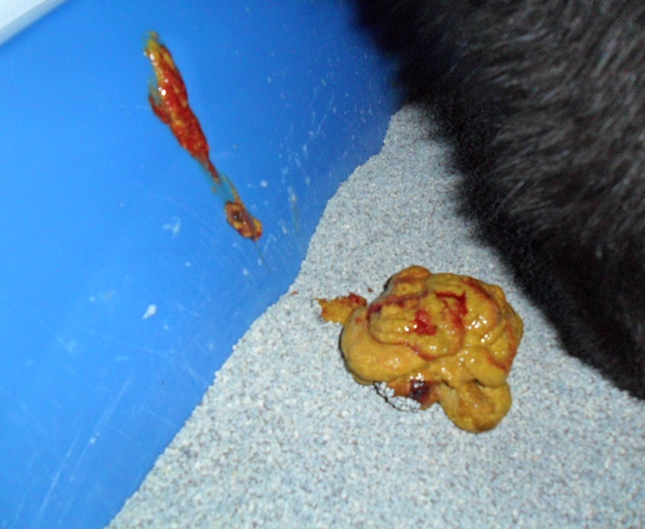 Why does my kitten have blood in her stool?
